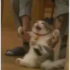 hyper_cats 27
