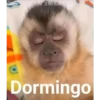 🐒 Muy monitos 🐒 22