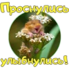 Good Morning 15