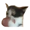 CAT REACTIONS 19