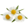 Flowers 10 26