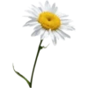 Flowers 10 28
