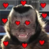 🐒 Muy monitos 🐒 23
