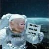 🐒 Muy monitos 🐒 24