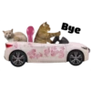 Gatitos 27