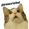 Gatitos 28