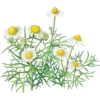 Flowers 10 29