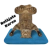Gatitos 29