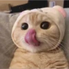 hyper_cats 29