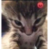 Gatinho rabugento
