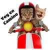 Gatitos 30