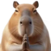 🤎Humanic Capibara.🤎 6
