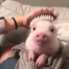 ANIMALITOS 7