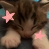 Cats 5