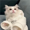 Cats 6