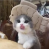 Cats 7