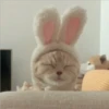 Cats 8