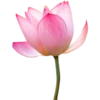 Flowers 2 11