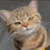 Cats 9