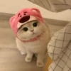 Cats 11