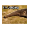 Ameisenbär 2