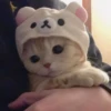 Cats 12