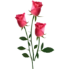 Flowers 2 12