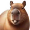 🤎Humanic Capibara.🤎 11