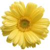Flowers 6 5