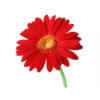 Flowers 2 16