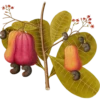 Baron Nikolaus Joseph Jacquin 1727–1817 (flowers) 5