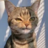 Cats 14