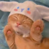 Cats 15