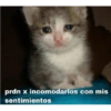 ANIMALITOS 16