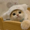 Cats 16