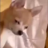 ANIMALITOS 18