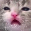 gatos pt2 5