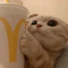 Cats 19