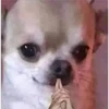 ANIMALITOS 22