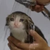 ANIMALITOS 23