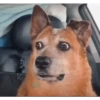ANIMALITOS 24