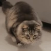 ANIMALITOS 25