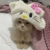 Cats 20