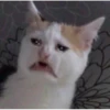 gatos pt2 6