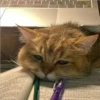Cats 21
