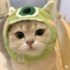 Cats 22