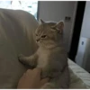 gatos pt2 7
