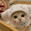 Cats 23