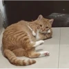 gatos pt2 8