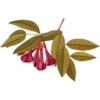 Baron Nikolaus Joseph Jacquin 1727–1817 (flowers) 6